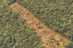 Supressão de vegetação