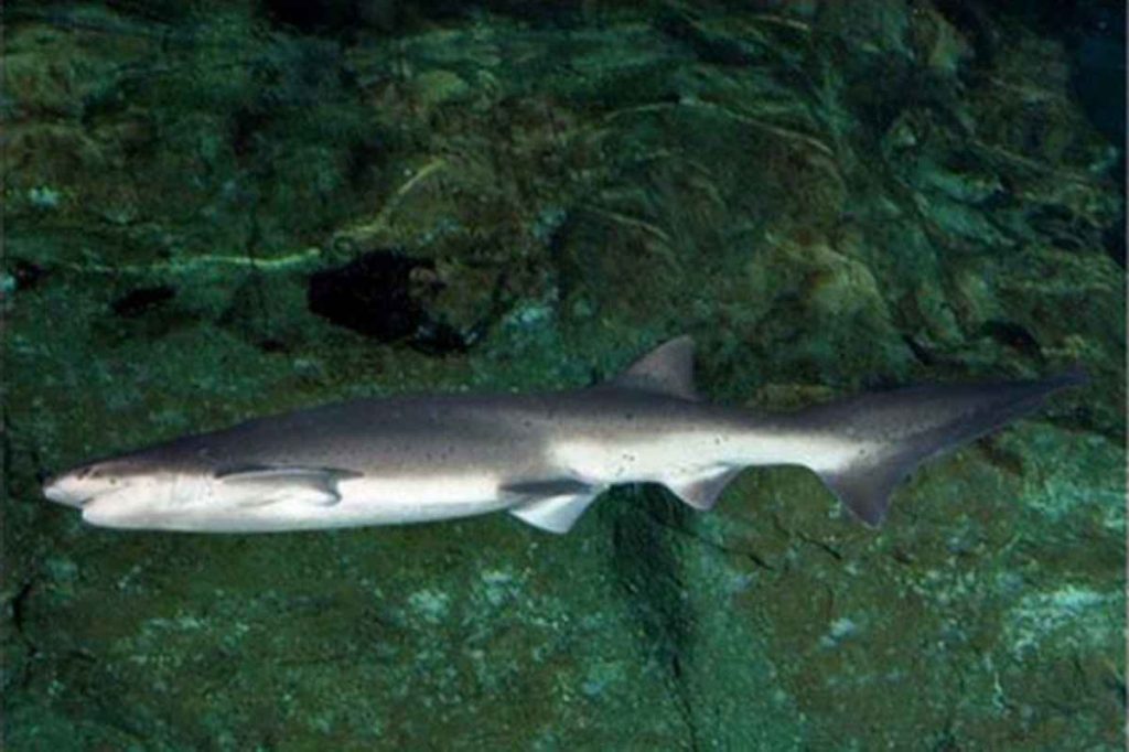 Tubarão é encontrado morto no Litoral Sul