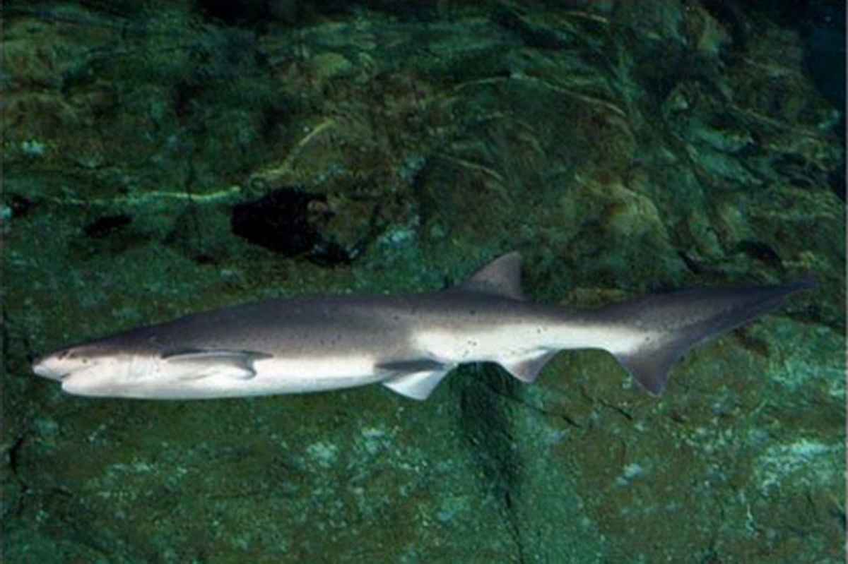 Tubarão é encontrado morto no Litoral Sul