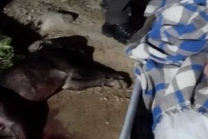 Cão tenta impedir execução da tutora