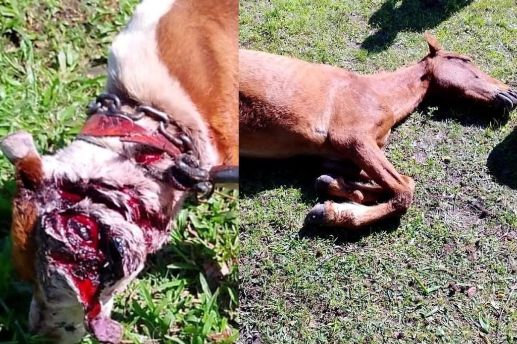 Equino e cão são resgatados