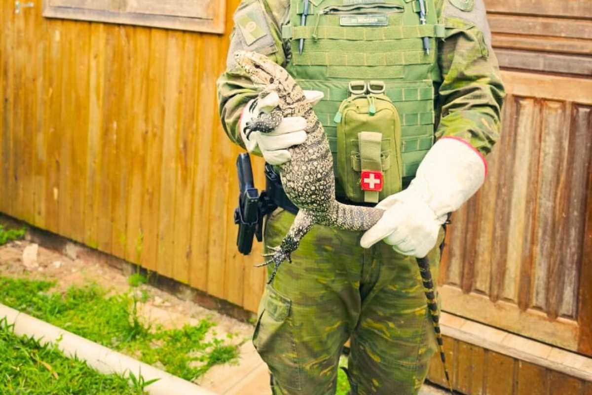 Dupla de lagartos-teiú é resgatada em residência após ficar presa em Torres 5 Dupla de lagartos-teiú