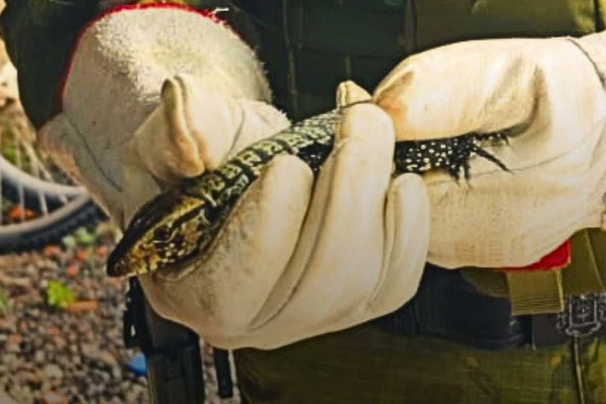 Dupla de lagartos-teiú