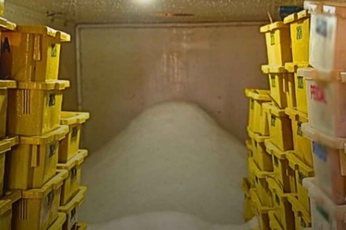 Fiscalização flagra depósito clandestino com 700 kg de peixe impróprio em Tramandaí