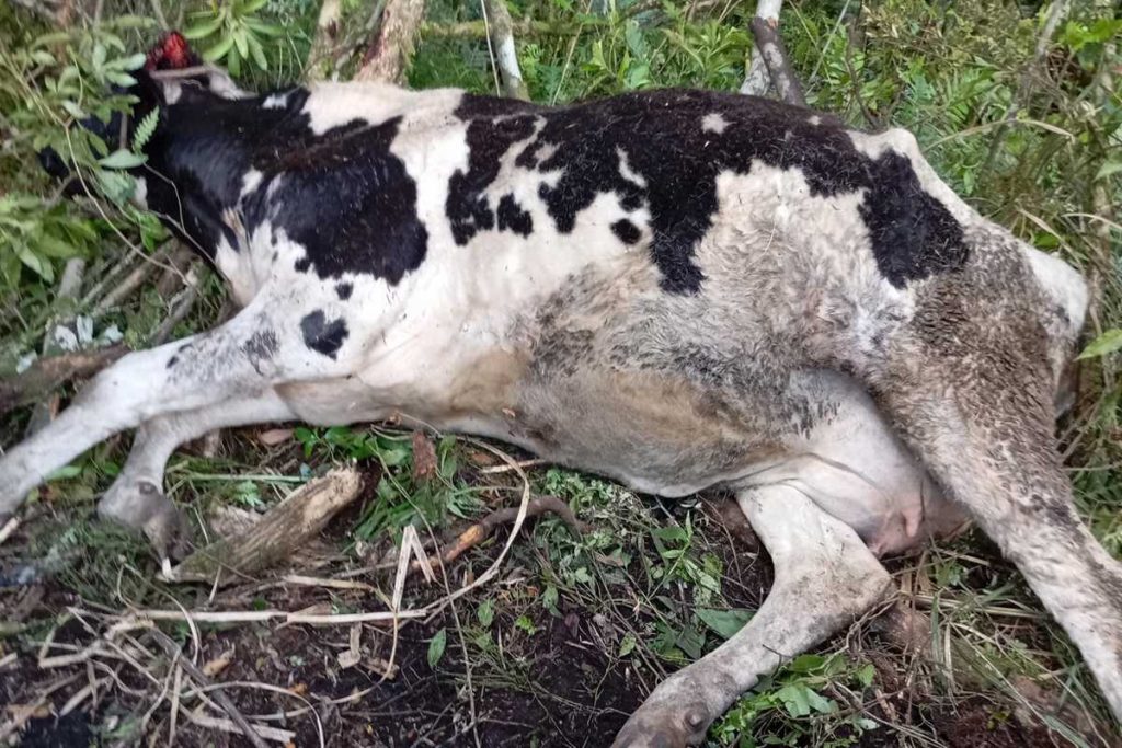 Vaca cai em ribanceira