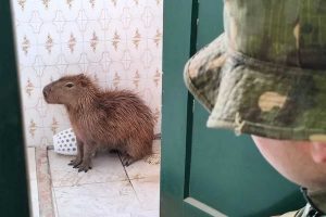 Visita inesperada no Litoral Sul