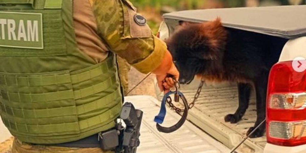 Cão em situação de maus-tratos