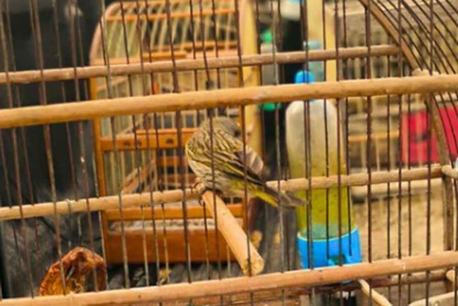 Criação ilegal de pássaros da fauna silvestre é flagrada em Capão da Canoa