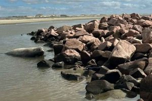 Elefante-marinho-do-sul chama atenção na beira mar