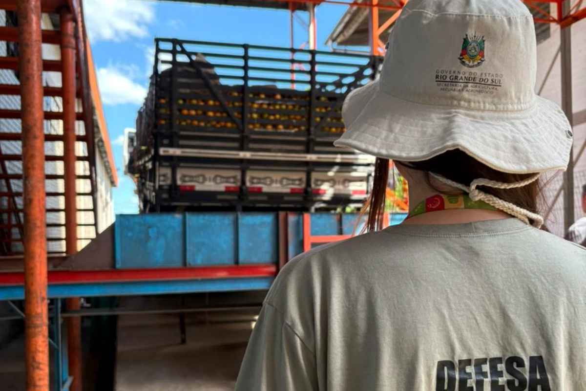 HLB/Greening no Litoral Norte: força-tarefa tenta impedir entrada da doença