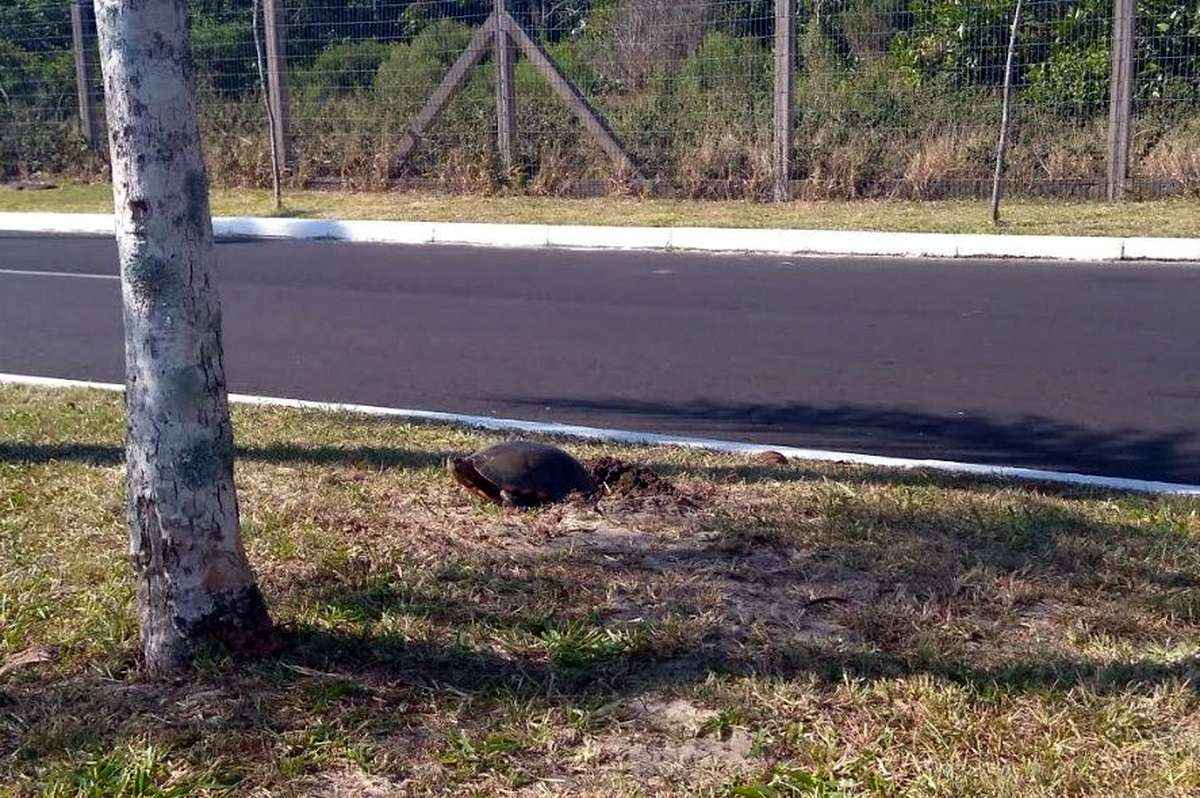 Desova das tartarugas motiva bloqueio de rua em Osório