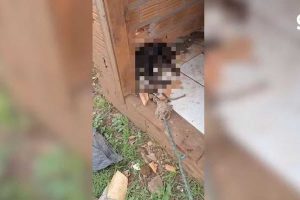 Mulher é presa por morte de cão no RS