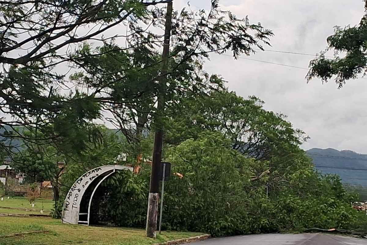 Temporal derruba árvore de grande porte sobre rua em Osório