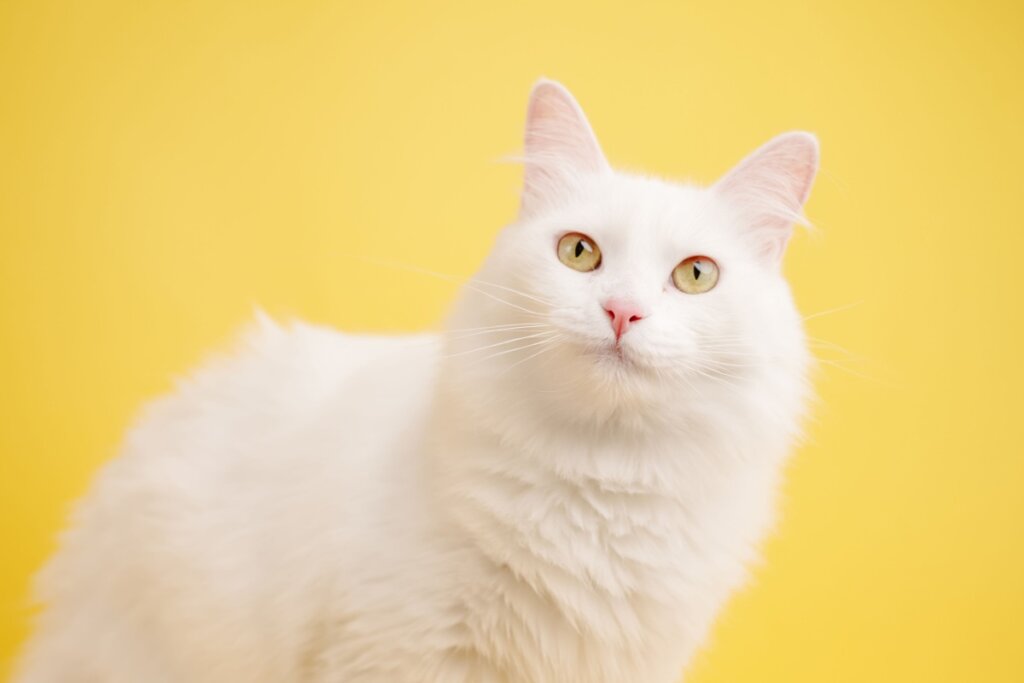 Gato angorá turco branco em pé sob o fundo amarelo