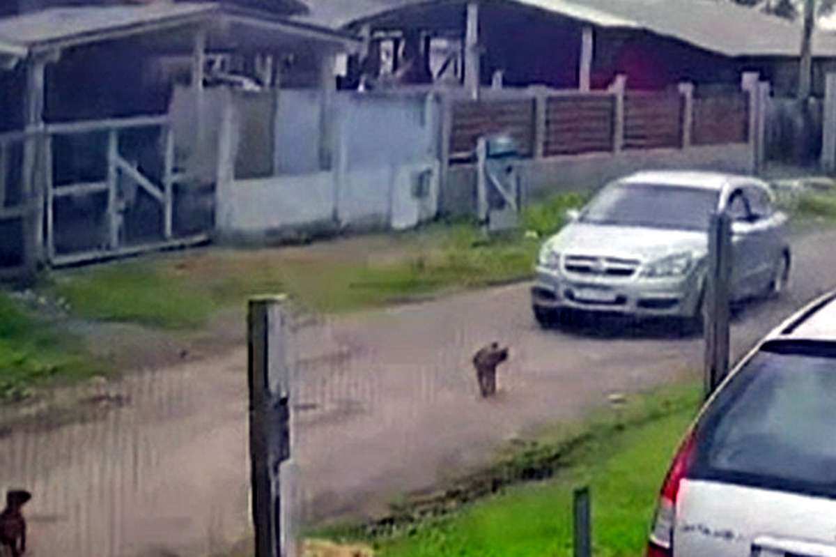 Atropelamento de cachorro em Capão da Canoa é flagrado por câmera e termina com prisão