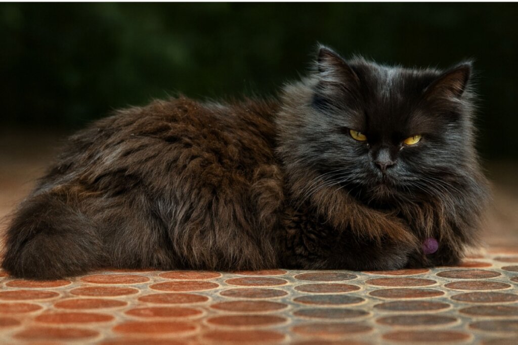 Gato Persa preto, de pelagem longa e volumosa, com olhos amarelos, deitado sobre um piso de ladrilhos, com fundo escuro e desfocado