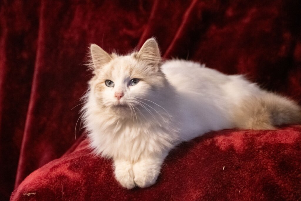 Gato siberiano deitado em um tecido vermelho