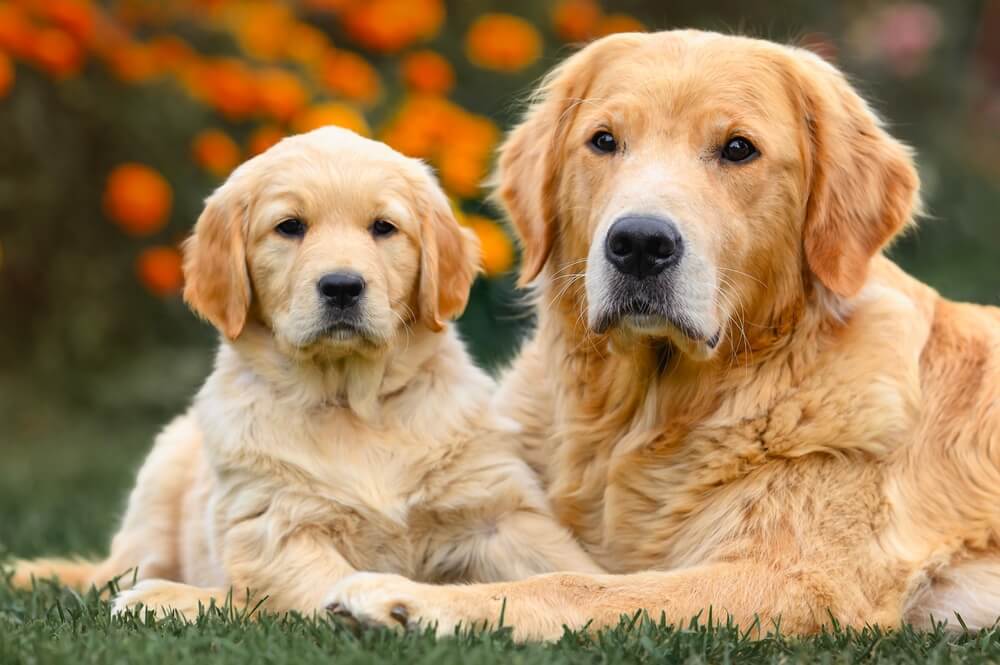 Labradores deitados na grama