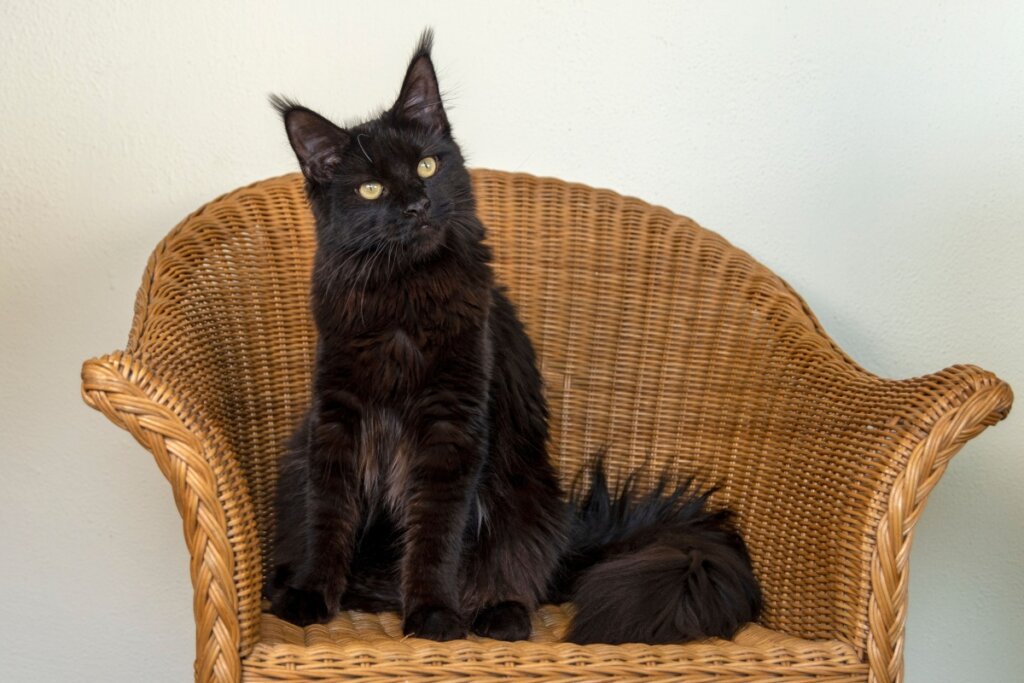 Filhote de gato Maine Coon preto, com olhos amarelos e orelhas com tufos, sentado em uma cadeira de vime marrom, olhando levemente para cima, com fundo claro