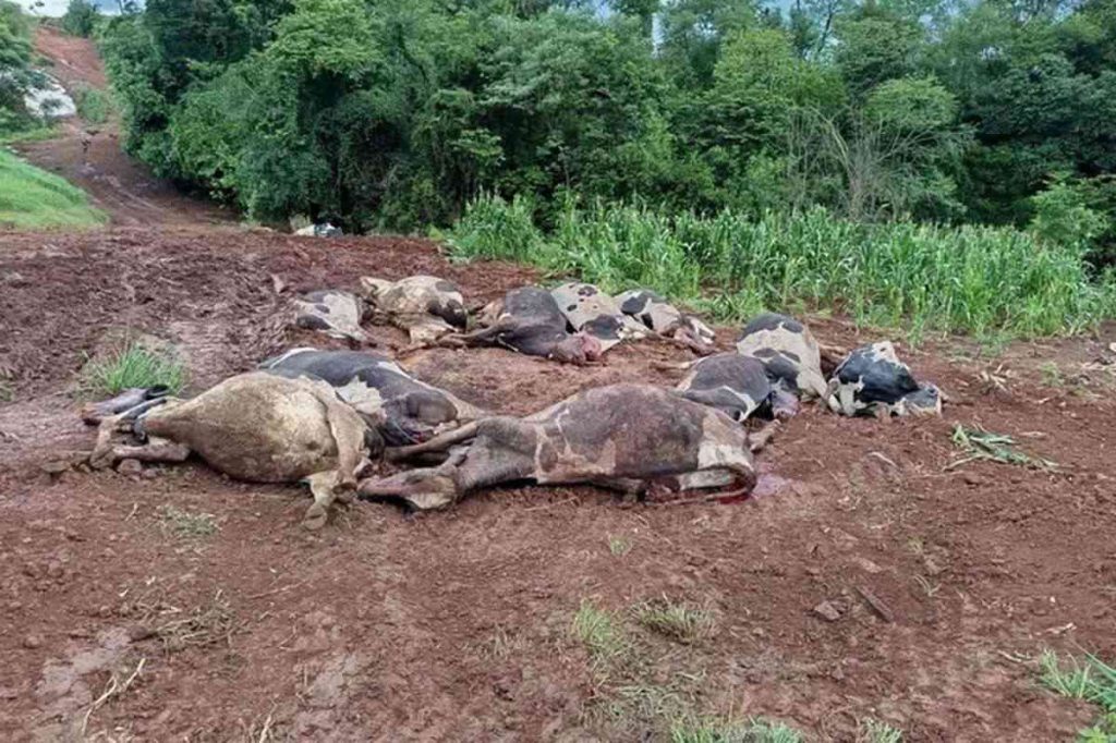 Mistério envolve morte de dezenas de vacas no RS