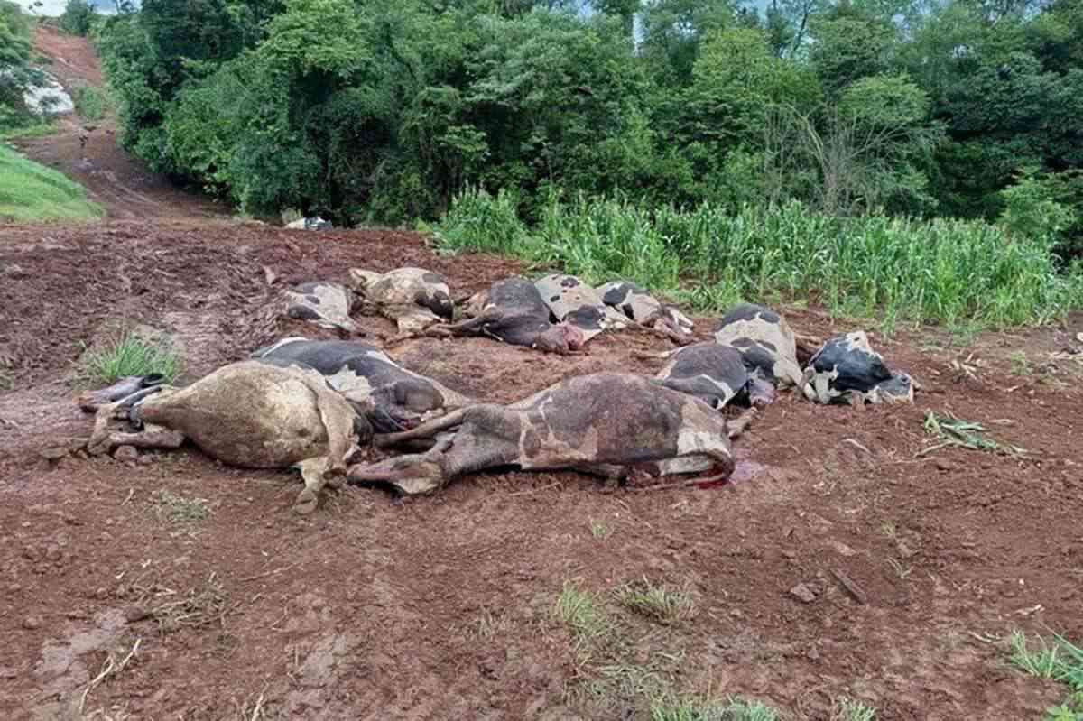 Mistério envolve morte de dezenas de vacas no RS