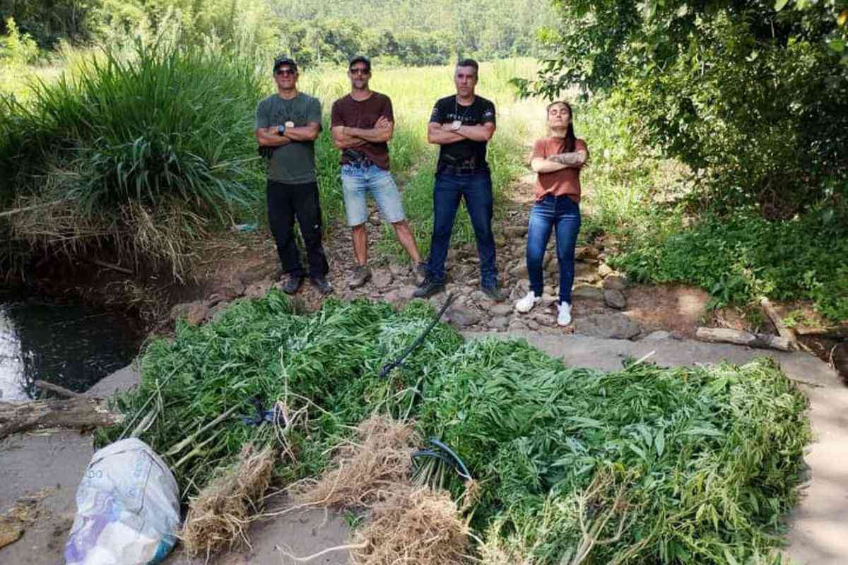 Plantação de maconha é localizada em área de mata no Litoral