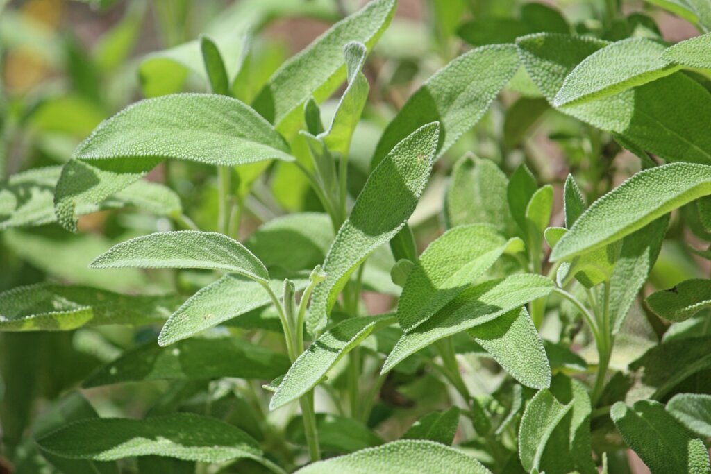 Folhas de sálvia em uma horta