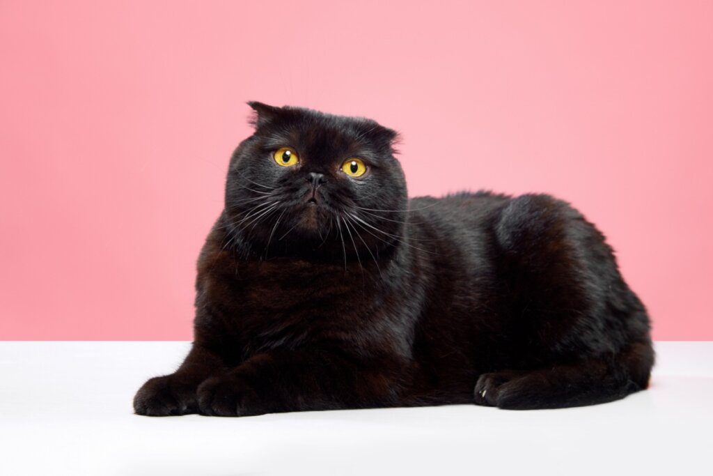 Gato Scottish Fold preto, de pelagem curta, com orelhas dobradas e olhos amarelos, deitado sobre uma superfície branca, com fundo rosa em estúdio.