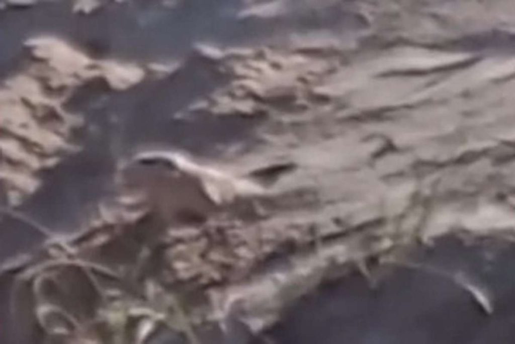 Tuco-tuco-das-dunas é flagrado no Litoral Norte (vídeo)