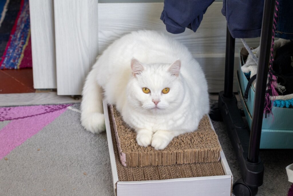 Gato british shorthair branco, deitado em cima de uma caixa de palha, dentro de casa