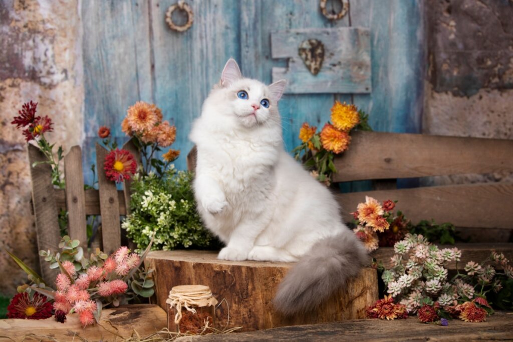 filhote de gato ragdoll branco em cima de pedaço de tronco de árvore com flores coloridas ao fundo