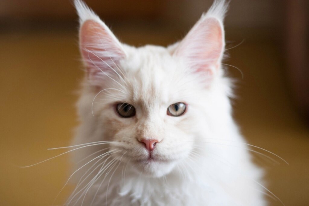 rosto de gato maine coon branco