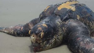 213 tartarugas aparecem mortas no litoral do RS em apenas um mês