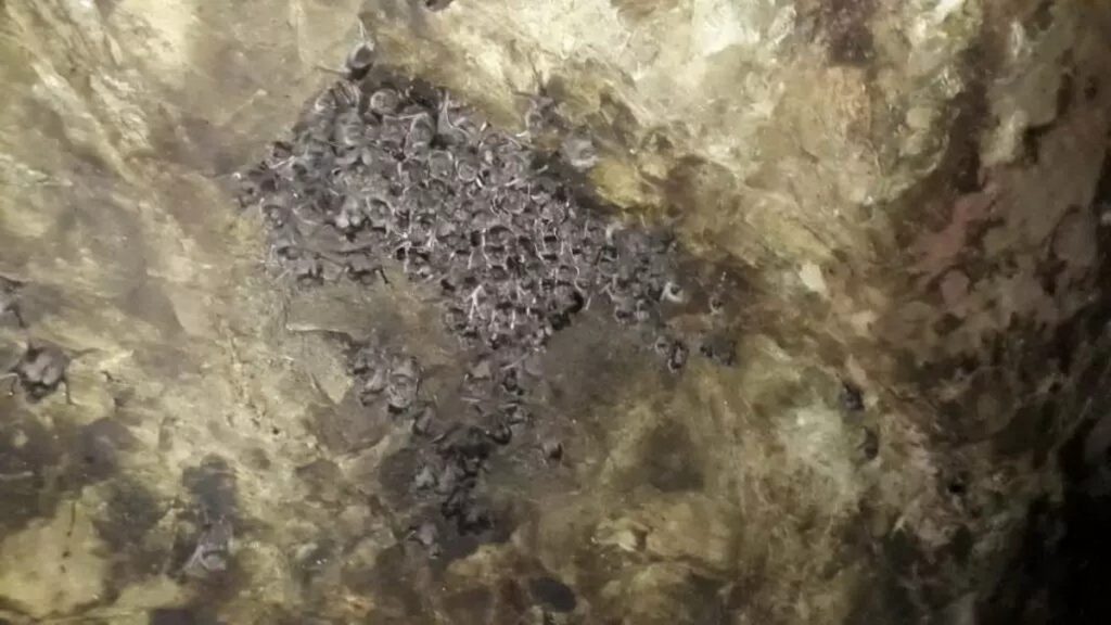 Alerta de raiva em herbívoros acende sinal vermelho no RS