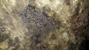 Alerta de raiva em herbívoros acende sinal vermelho no RS