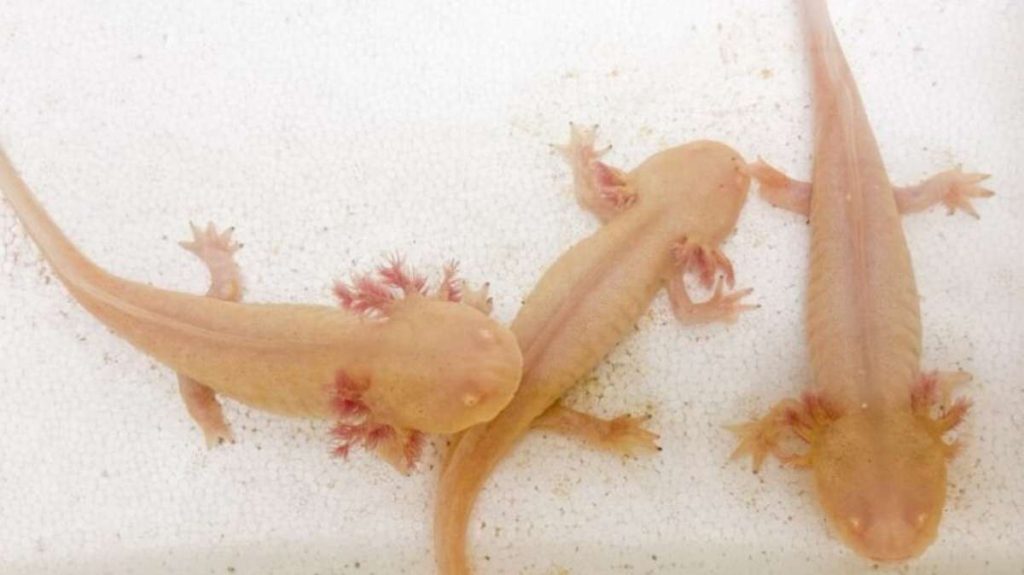 Axolotes apreendidos em restaurante agora estão em exposição no RS