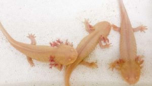 Axolotes apreendidos em restaurante agora estão em exposição no RS