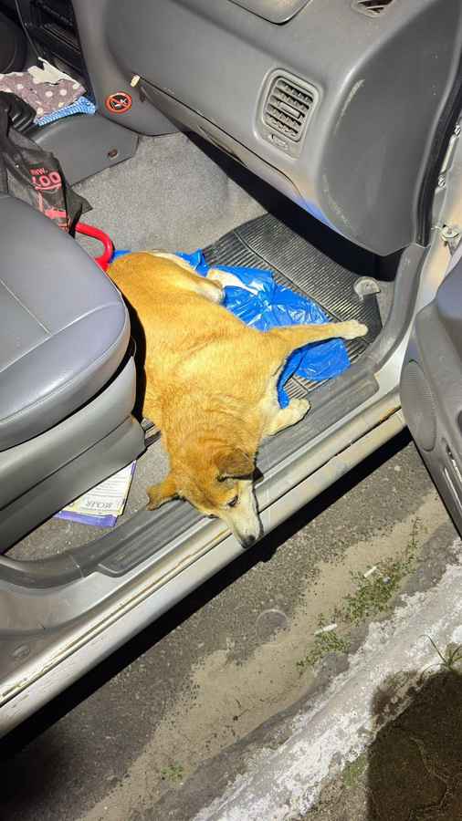 Homem é preso em Imbé após atropelar cadela e deixá-la ferida dentro do carro enquanto bebia em bar 10