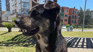Cão comunitário some da orla e preocupa moradores em Capão da Canoa