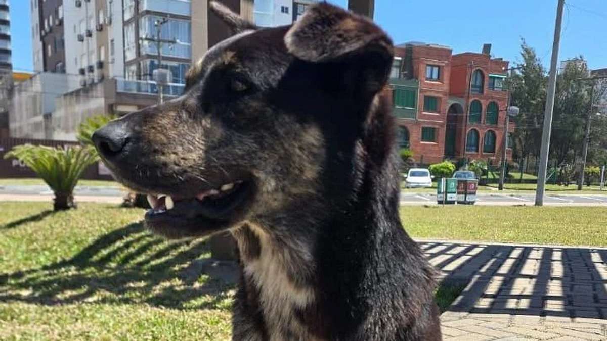 Cão comunitário some da orla e preocupa moradores em Capão da Canoa