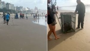 Capivara é acuada por cães no mar e mobiliza Brigada em Xangri-Lá