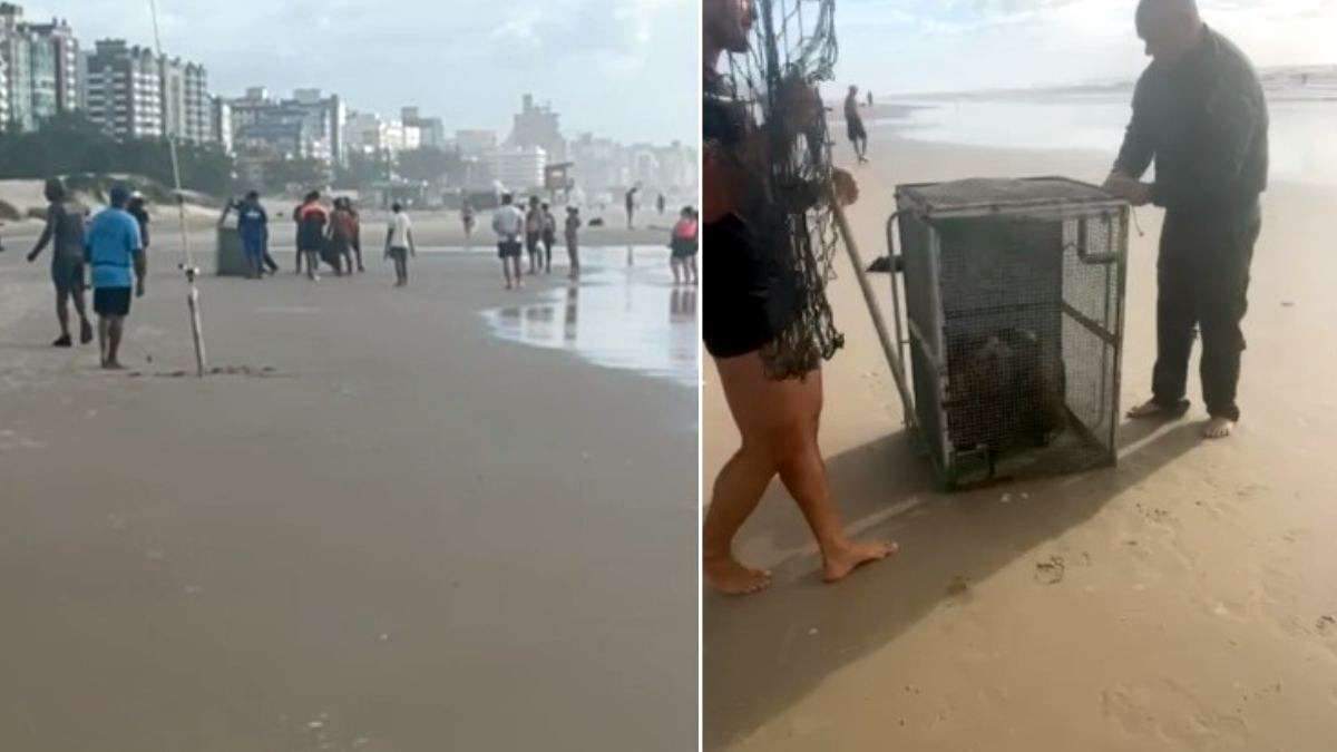 Capivara é acuada por cães no mar e mobiliza Brigada em Xangri-Lá