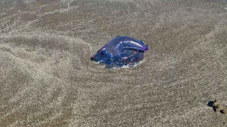 Caravelas-portuguesas deixa menina em estado grave na praia do Cassino