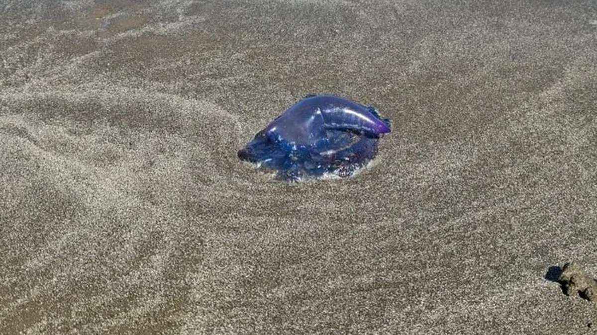 Caravelas-portuguesas deixa menina em estado grave na praia do Cassino