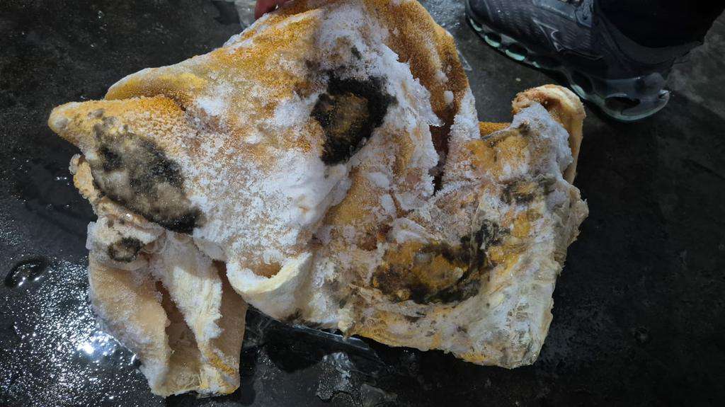 Escândalo sanitário em Imbé: 10 toneladas de carne estragada e empresário preso 32