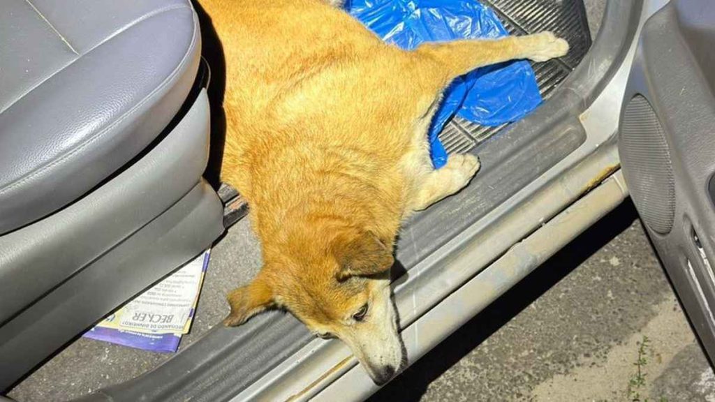 Homem é preso em Imbé após atropelar cadela e deixá-la ferida dentro do carro enquanto bebia em bar