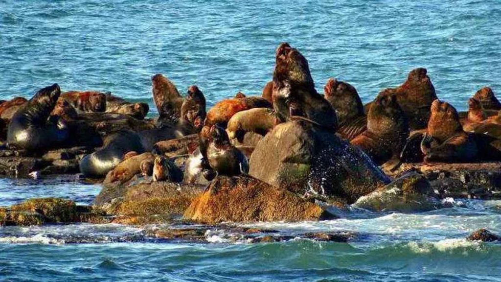 Após 7 anos fechada, Ilha dos Lobos volta a receber visitantes em Torres
