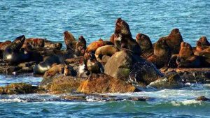 Após 7 anos fechada, Ilha dos Lobos volta a receber visitantes em Torres