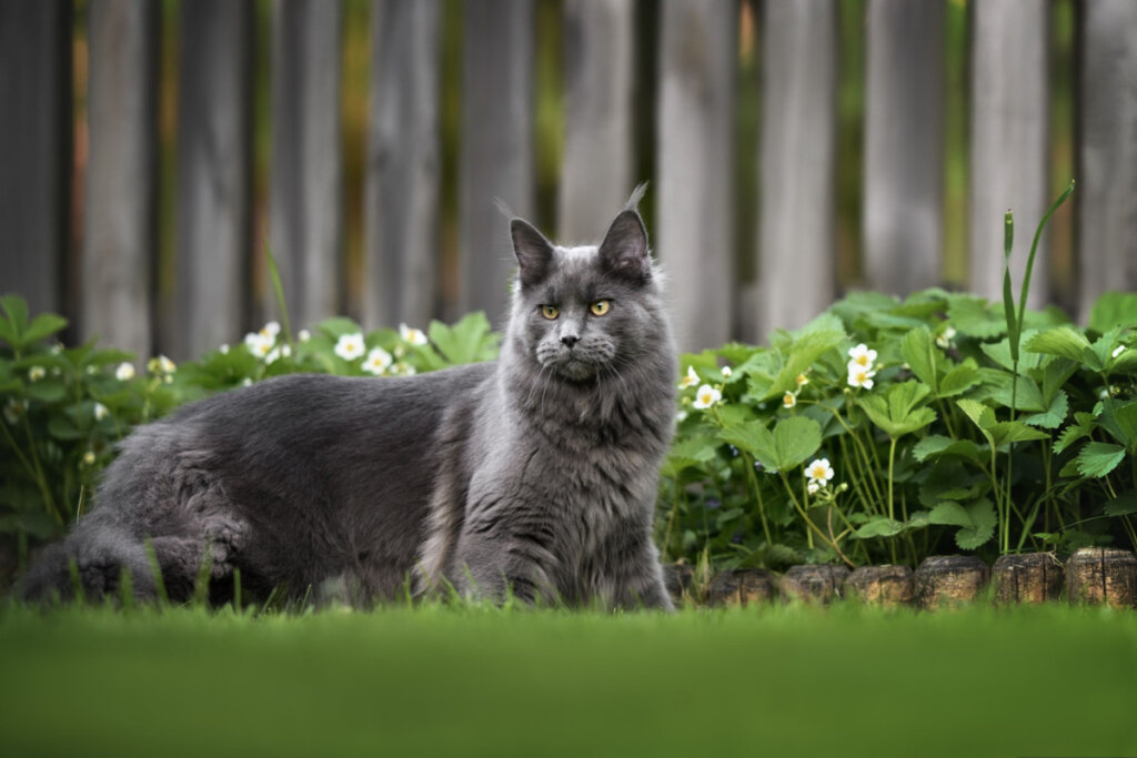 Gato maine coon em pé no jardim