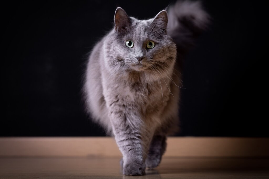 Gato da raça nebelung com pelagem cinza e preta andando em um chão de madeira